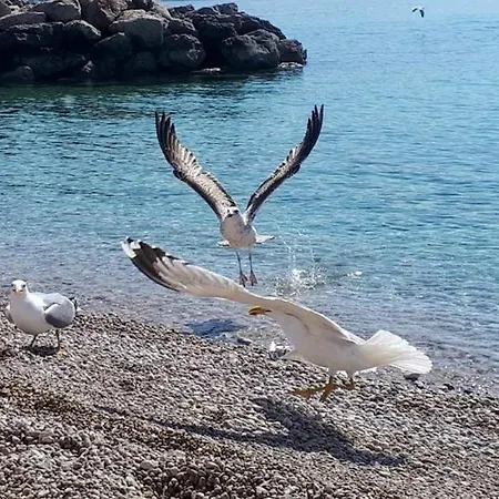 Pensjonat Goldie In The Center Of Krk