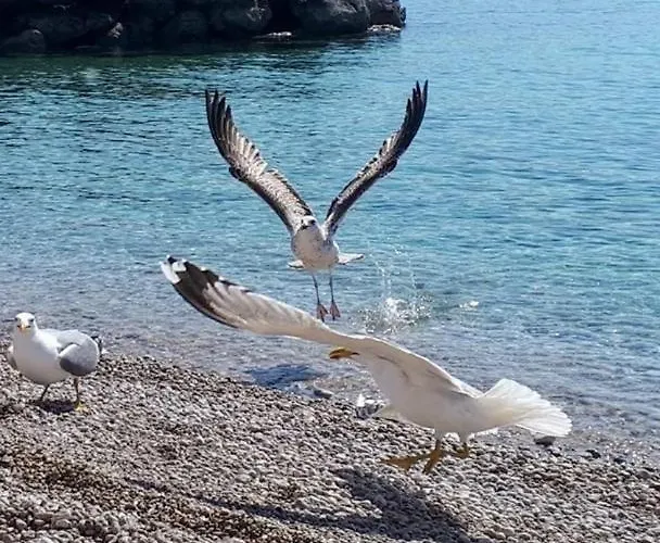 Maison d'hôtes Goldie In The Center Of Krk